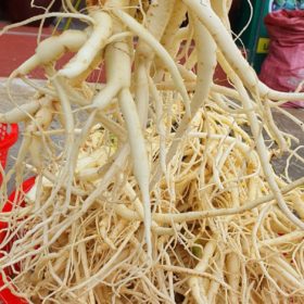 Sâm Dây Ngọc Linh