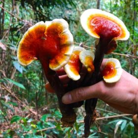 Nấm Lim Xanh Rừng